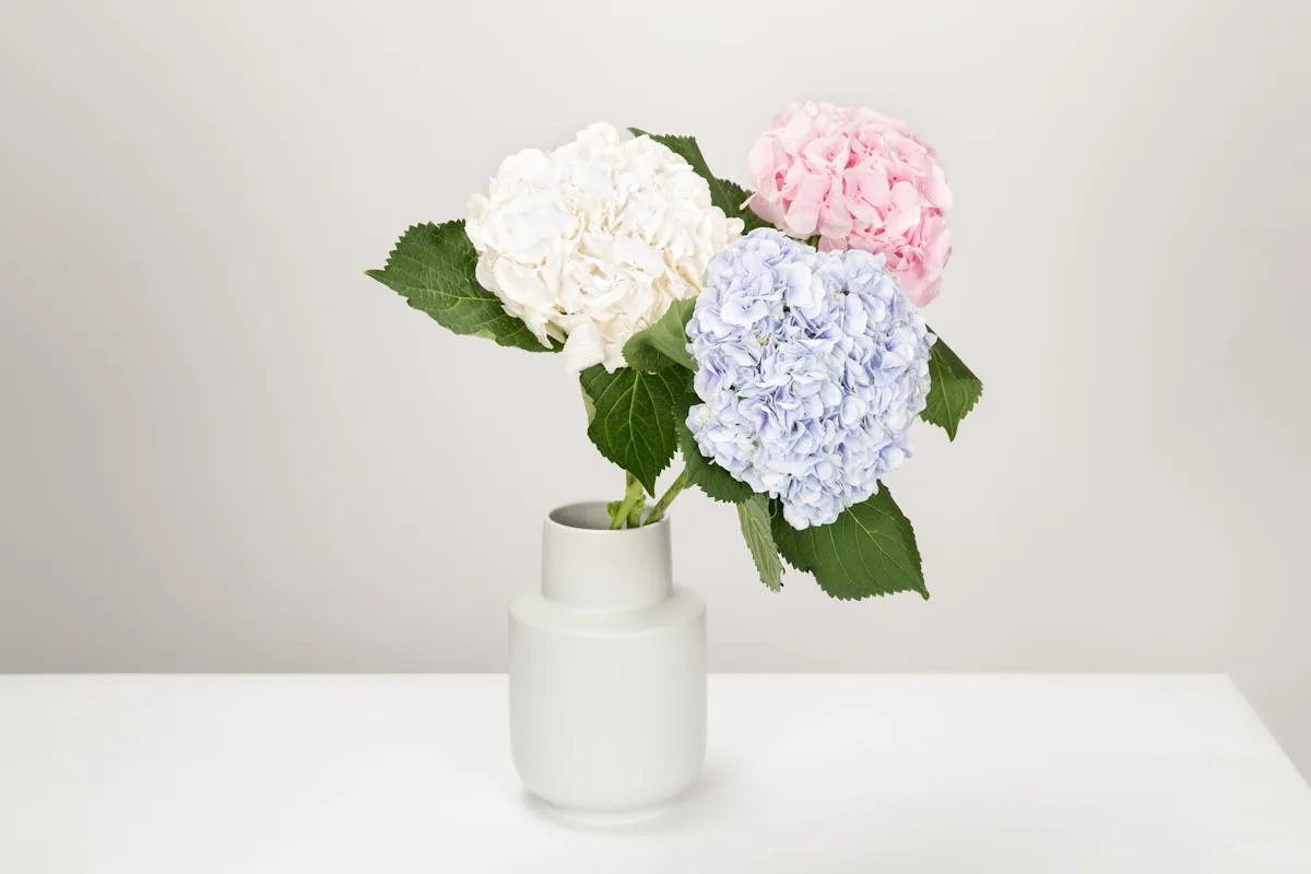 Blue, white, and pink hydrangeas in a plain white vase