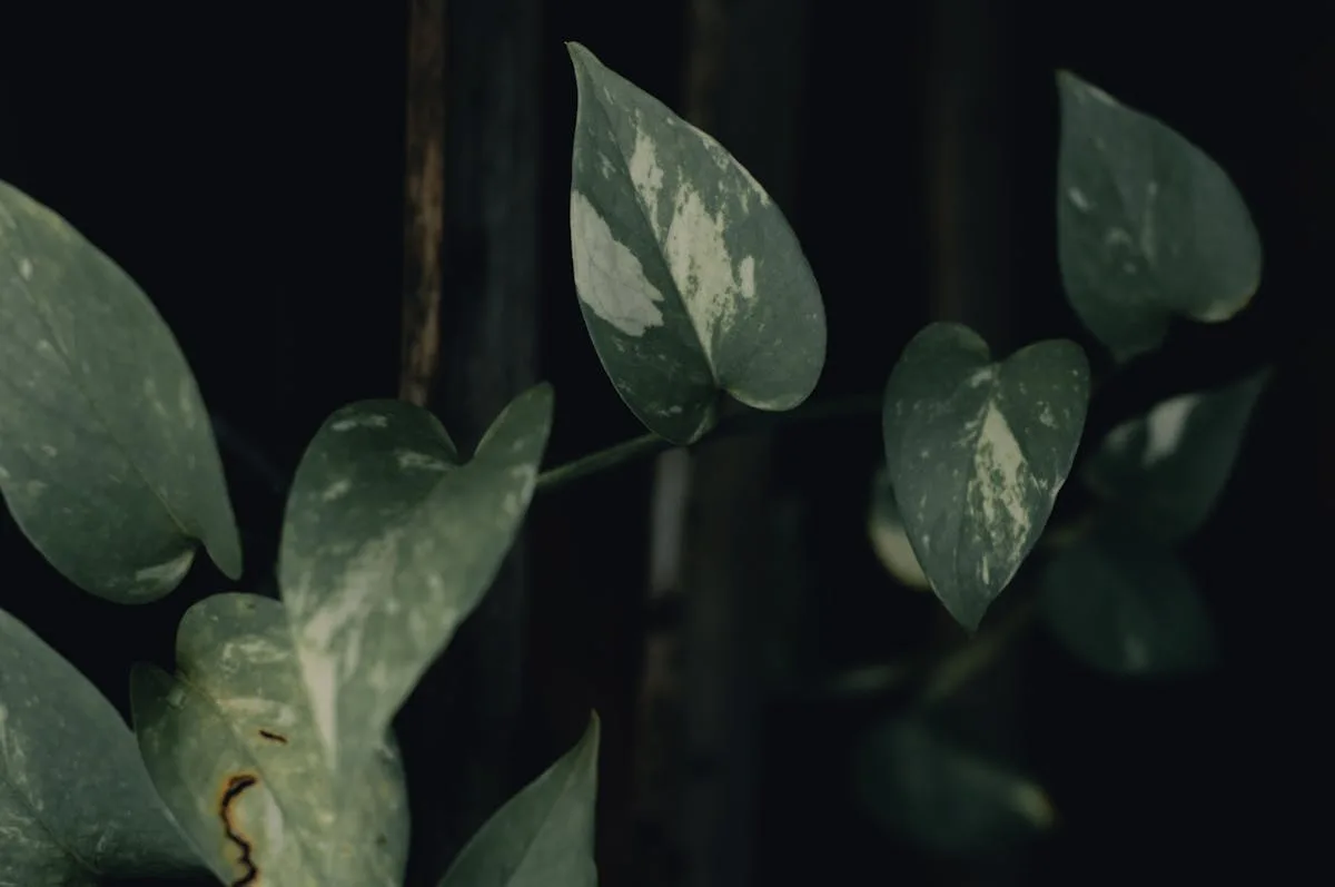 Trailing pothos spilling from a shelf in a small bright kitchen