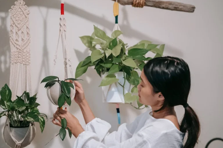 Macrame plant hanger holding a trailing plant