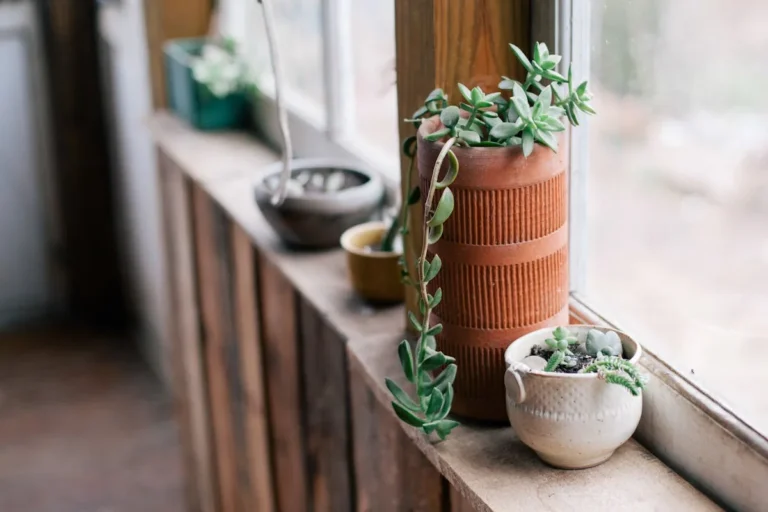Terracotta plant pots clustered on a windowsill